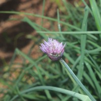Allium schoenoprasum L.